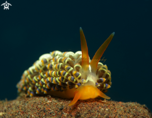 A nudibranch 