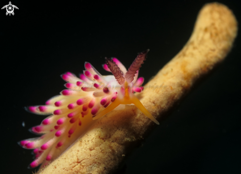 A nudibranch 