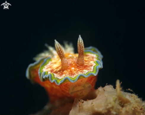 nudibranch 