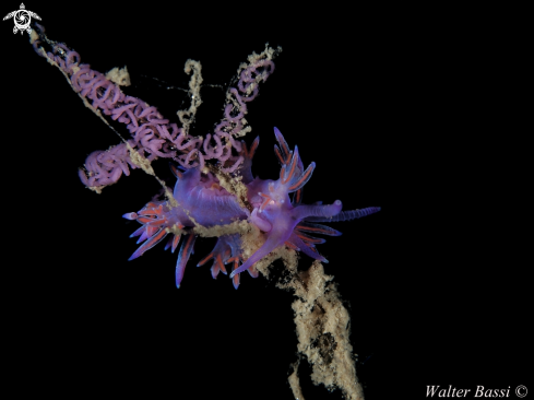 A flabellina affinis