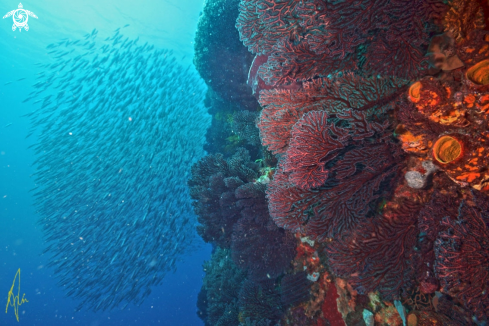 A Na | Reef scenic at Scotts Head Pinnacles