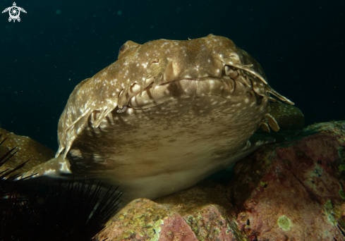 A Banded (Gulf) Wobbegong Shark