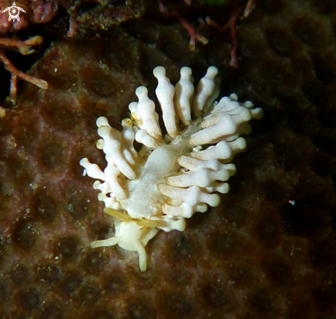 A Phestilla minor