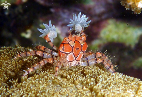 A Boxing Crab