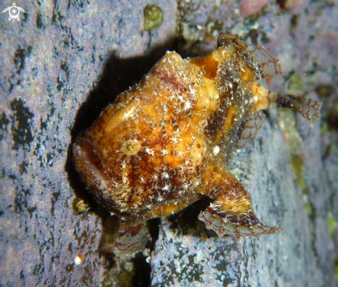 A Frog Fish