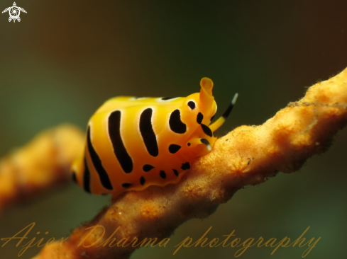 A black tiger egg cowrie 