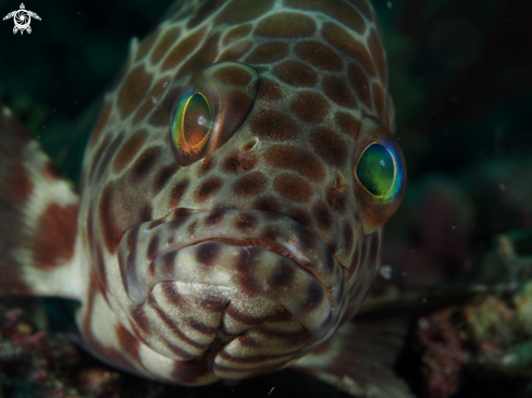 A (Epinephelus quoyanus | Longfin Grouper (Epinephelus quoyanus)