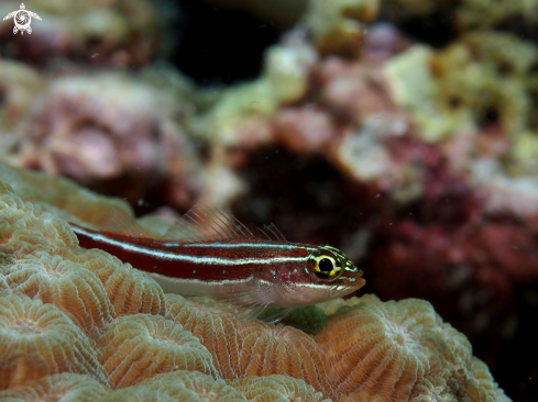 A Helcogramma striata | Neon Triplefin Blennie