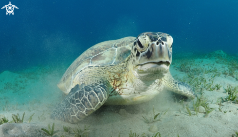 A Green Turtle