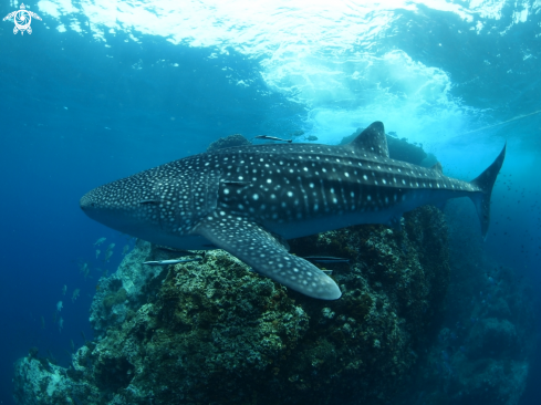 A Whale Shark