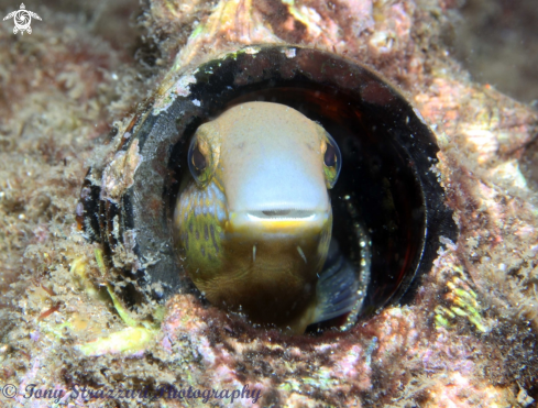 A Brown Sabretooth blenny