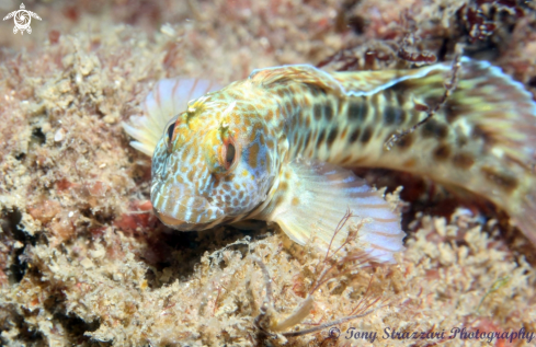 A Parablennius intermedius | Horned blenny