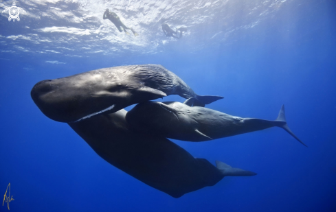 A Sperm Whale