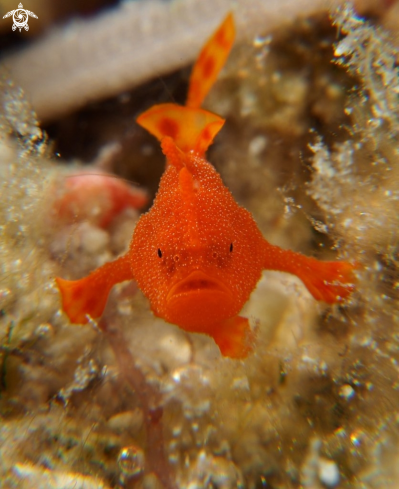 A Antennarius pictus | Frogfish