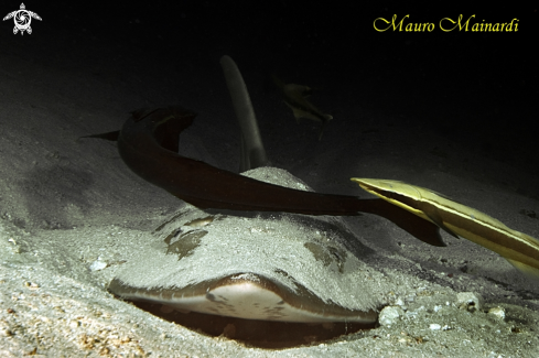 A Giant guitarfish