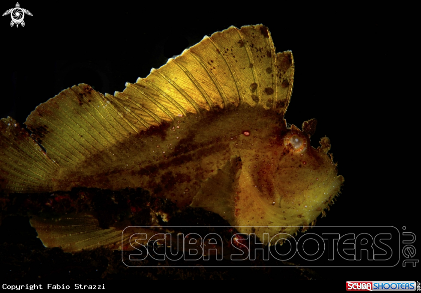 A Leaf fish