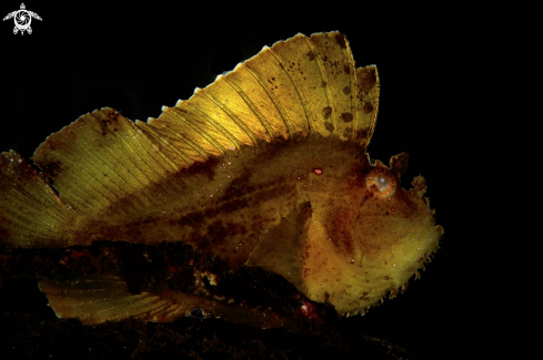 A Leaf fish