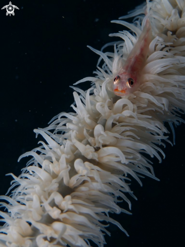 A Bryaninops yongei | Whip Coral Gobi