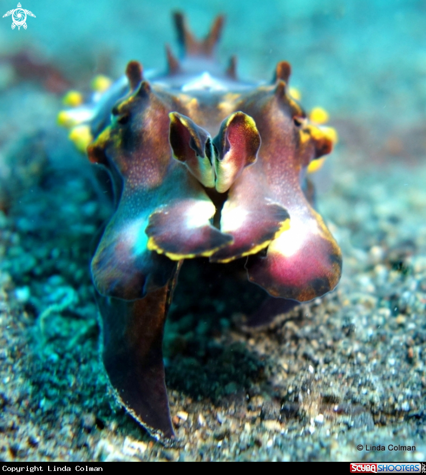 A Flamboyant Cuttlefish.
