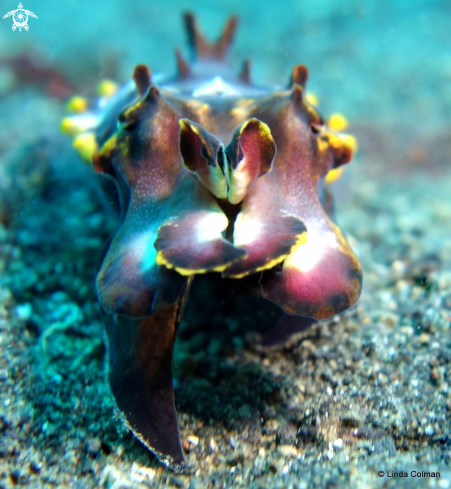 A Metasepia pfefferi | Flamboyant Cuttlefish.