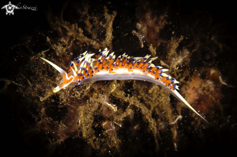 A nudibranch