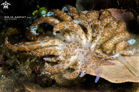 A Nudibranch