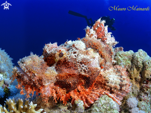 A Scorpionfish