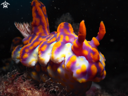 A Magnificent Ceratosoma