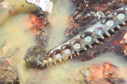A Lepidonotus melanogrammus | Scale worm