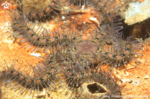 A Ophiothrix caespitosa | Spiny arm brittlestar