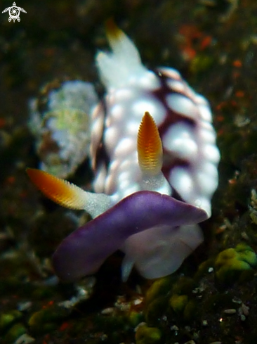 A Chromodoris geometrica 