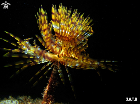 A Sabella spallanzanii | Gusano Tubicola ( Spirografo )