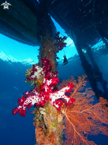 A Arborek Jetty - Raja Ampat