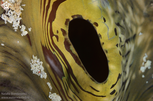 A Giant Clam