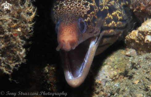 A Sieve-patterned Moray