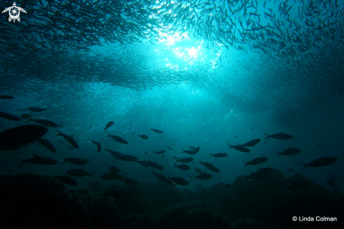 A Layers of schooling fish!