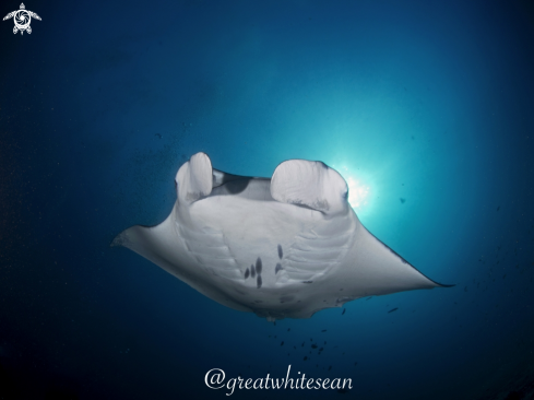 A Manta Alfredi | Manta Ray