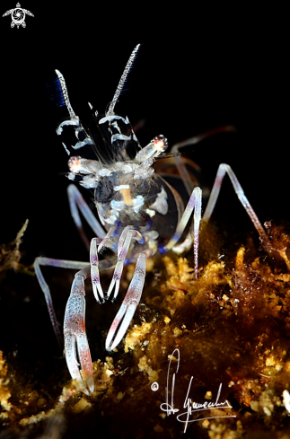 A Periclimenes amethysteus | Gambero fantasma