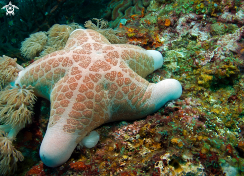 A Sea star