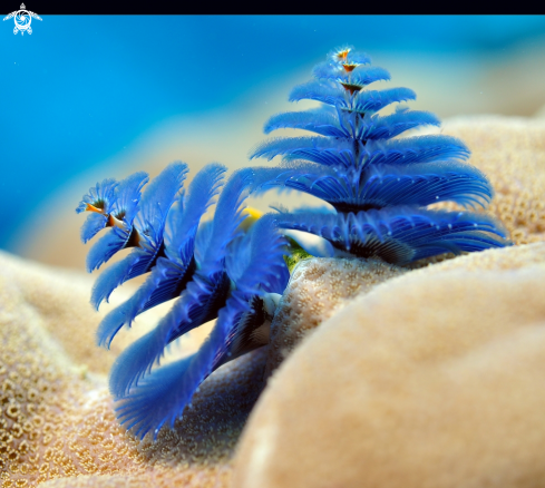 A Christmas Tree worm