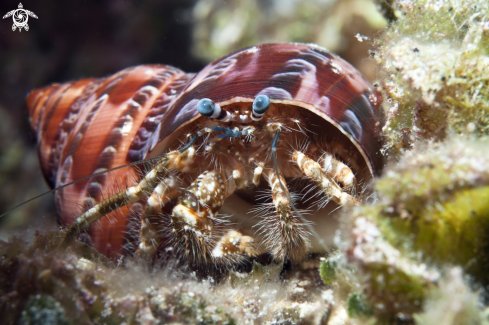 A Hairy legged hermit crab