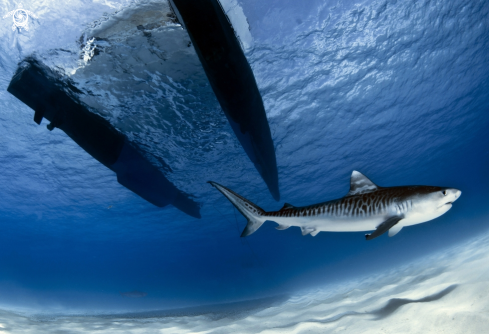 A Tiger shark