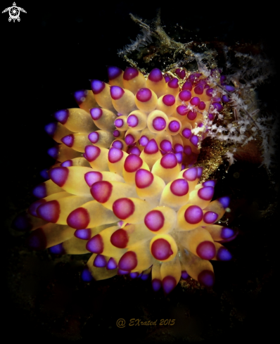 A Nudibranch