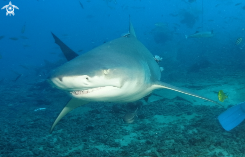 A Carcharhinus leucas | Carcharhinus leucas