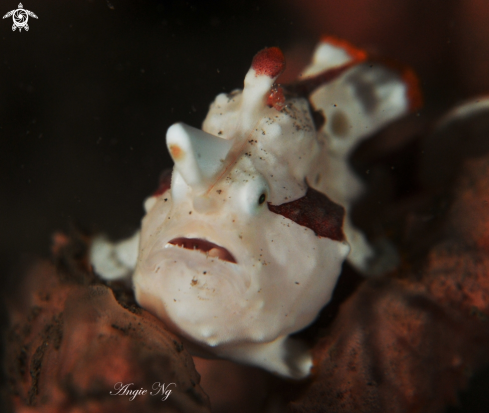 A Clown frogfish