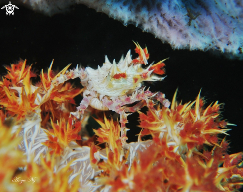 A Soft coral crab