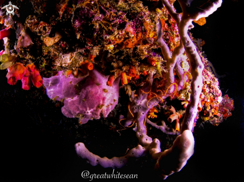 A Antennariidae | Frogfish