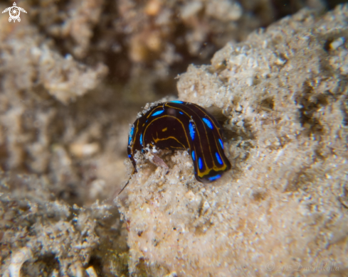 A Chelidonura alisonae | Spotted swallowtail slug