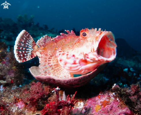 A Rock Cod