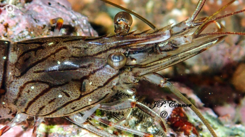 A PALAEMON ELEGANS | Crevette Bouquet